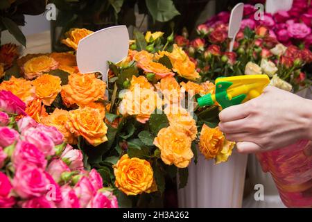 Spruzzando fiori con negozio di fiori d'acqua. Spruzzi di fiori. Acqua sui fiori. Cura per i fiori Foto Stock