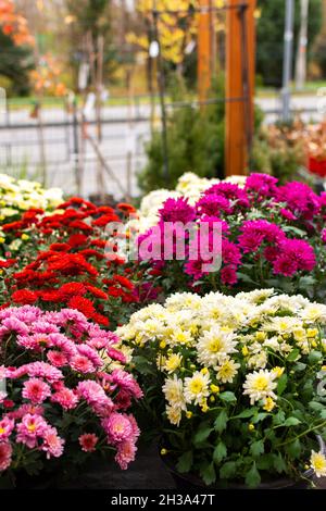 Cespugli di fiori autunnali colorati di crisantemi in pentole nel giardino vicino alla casa Foto Stock