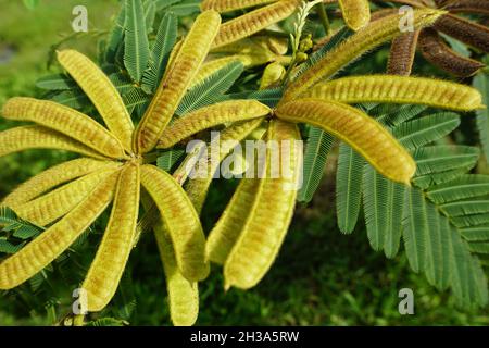 Mimosa pigra con sfondo naturale. Mimosa pigra, comunemente conosciuta come albero sensibile gigante (pigra, pigro, lento), è una specie del genere Mimosa, Foto Stock