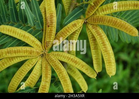 Mimosa pigra con sfondo naturale. Mimosa pigra, comunemente conosciuta come albero sensibile gigante (pigra, pigro, lento), è una specie del genere Mimosa, Foto Stock