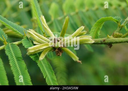 Mimosa pigra con sfondo naturale. Mimosa pigra, comunemente conosciuta come albero sensibile gigante (pigra, pigro, lento), è una specie del genere Mimosa, Foto Stock