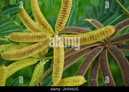 Mimosa pigra con sfondo naturale. Mimosa pigra, comunemente conosciuta come albero sensibile gigante (pigra, pigro, lento), è una specie del genere Mimosa, Foto Stock