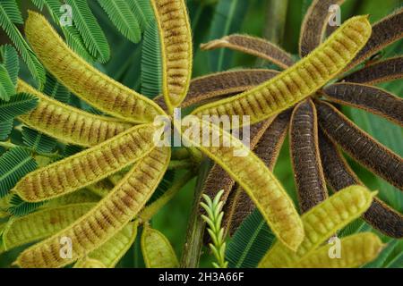 Mimosa pigra con sfondo naturale. Mimosa pigra, comunemente conosciuta come albero sensibile gigante (pigra, pigro, lento), è una specie del genere Mimosa, Foto Stock