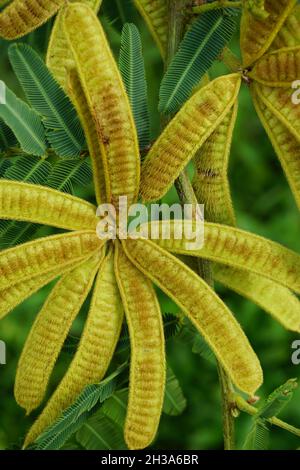 Mimosa pigra con sfondo naturale. Mimosa pigra, comunemente conosciuta come albero sensibile gigante (pigra, pigro, lento), è una specie del genere Mimosa, Foto Stock