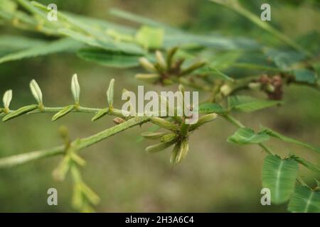 Mimosa pigra con sfondo naturale. Mimosa pigra, comunemente conosciuta come albero sensibile gigante (pigra, pigro, lento), è una specie del genere Mimosa, Foto Stock