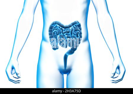 Intestino, organo, corpo umano, modello 3D medico Foto Stock