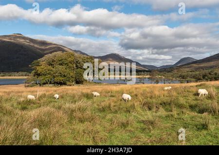 Loch awe, Argyll e Bute, Scozia, Regno Unito Foto Stock