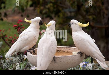 Tre cockatoo bianchi australiani a crested di zolfo (cacatua galerita) si incontrano e si conferiscono intorno ad un giardino di uccelli-bagno, Queensland, Australia. Foto Stock