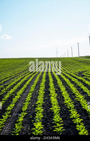 Primo piano di giovani piante di barbabietola da zucchero in lunghe linee convergenti che crescono nel terreno coltivato di recente. Campo agricolo su cui crescono le barbabietole per lo zucchero Foto Stock