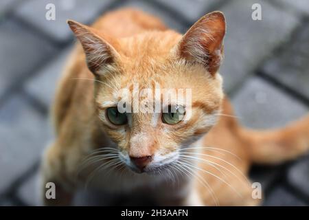 Una razza locale di gatto arancione avvistato vicino al Tempio Borobudur a Magelang, Giava Centrale. Foto Stock