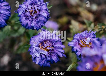 Petali porpora di fiori d'astro con gocce di rugiada in primo piano, fiori viola d'autunno in fiore nel giardino Foto Stock