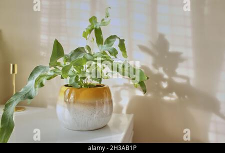PHLEBODIUM AUREUM (STELLA BLU FERN) in vaso giallo. Piante della stanza Foto Stock