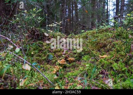 Craterellus tubaeformis un fungo di foresta comune si nasconde nel muschio, immagine dal Vasternorrland svezia. Foto Stock