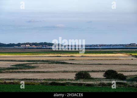 Terra agricola tra Ramsholt e Bawdsey Ferry Suffolk Foto Stock