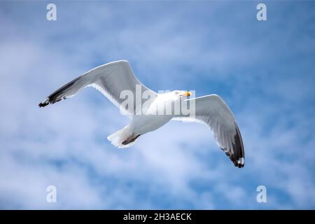 Un adulto che deltaplano con gabbiano di aringa (Larus Smithsonianus). Foto Stock