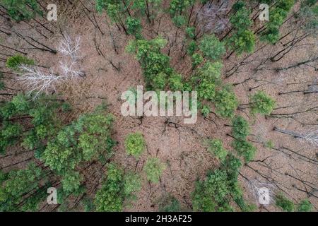 Alberi nella foresta nel distretto di Bialoleka ai margini della città di Varsavia, Polonia Foto Stock