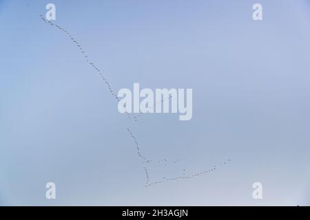 Gru che volano a sud in formazione Foto Stock
