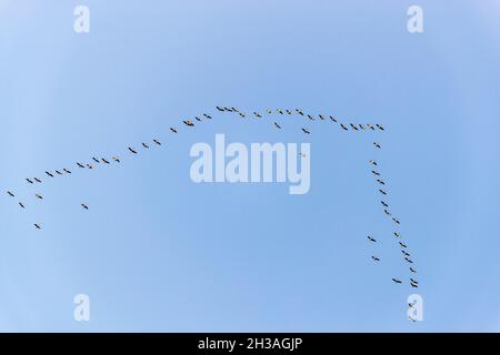 Gru che volano a sud in formazione Foto Stock