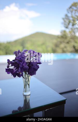 fiore viola in vaso a casa Foto Stock