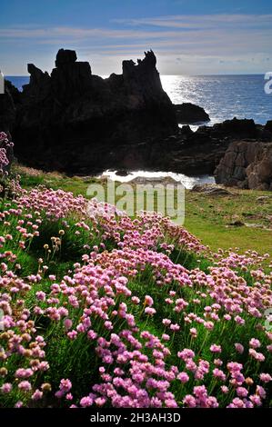 FRANCIA. FINISTERE (29) REGIONE BRETAGNA. ISOLA DI OUESSAN (ILE D'OUESSANT), VICINO AL FARO DI CREAC'H. Foto Stock