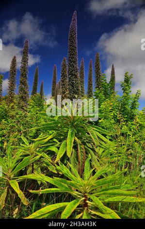 FRANCIA. REGIONE BRETAGNA. FINISTERE (29) ISOLA DI BATZ. GIARDINI BOTANICI. ECHIUM PININANA Foto Stock