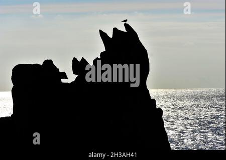 FRANCIA. REGIONE BRETAGNA. INISTERE (29) ISOLA DI OUESSAN VICINO AL FARO DI CREAC'H. Foto Stock