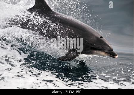 FRANCIA. REGIONE BRETAGNA. FINISTERE (29) ISOLA DI MOLENE. SALTO CON I DELFINI Foto Stock