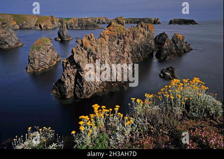 FRANCIA. REGIONE BRETAGNA. MORBIHAN (56) BELLE ILE ISLAND. PUNTA DI FOALS (POINTE DES POULAINS) Foto Stock