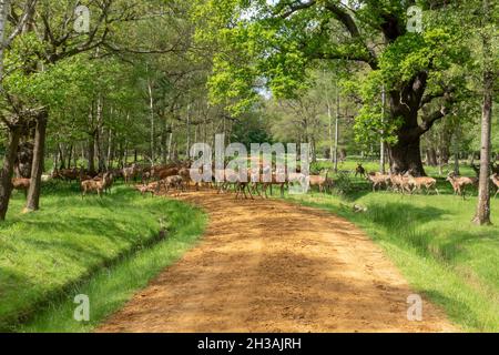 Un gregge di cervi rossi ai margini del Windsor Great Park, Regno Unito. Foto Stock