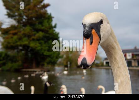 Windsor, Berkshire, Regno Unito. 27 ottobre 2021. Il gregge di cigni sul Tamigi a Windsor questa mattina era molto affamato, perché si misero a scricchiare di pane dalla gente del posto che li nutrivano. Fortunatamente ci sono almeno 20 nuovi cigneti su questo tratto del Tamigi. Credit: Maureen McLean/Alamy Live News Foto Stock