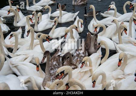 Windsor, Berkshire, Regno Unito. 27 ottobre 2021. Il gregge di cigni sul Tamigi a Windsor questa mattina era molto affamato, perché si misero a scricchiare di pane dalla gente del posto che li nutrivano. Fortunatamente ci sono almeno 20 nuovi cigneti su questo tratto del Tamigi. Credit: Maureen McLean/Alamy Live News Foto Stock