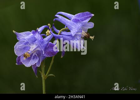 Bellissimo fiore viola su sfondo nero Foto Stock