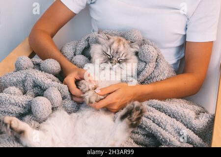 Gatto carino che dorme in braccia di donna. Cat napping in coperta calda. Uomo e gatti amore e fiducia concetto Foto Stock