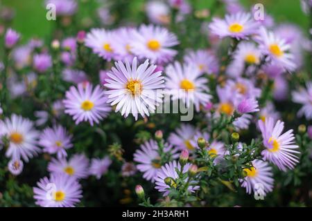 Symphyotrichum novi-belgii (Aster novi-belgii), New York aster. Impianto di fioritura, margherita Michaelmas. Sfondo floreale, fiori autunnali viola. Fioritura Foto Stock