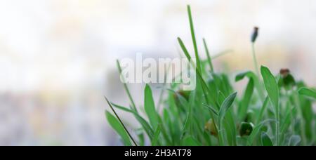 Erba fresca germogliata verde su sfondo sfocato. Spazio per il testo. Foto Stock