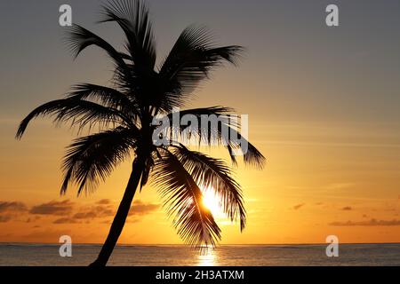 Silhouette di palme da cocco su sfondo mare e cielo tramonto. Spiaggia tropicale, sole splendente attraverso foglie di palma, paradiso natura Foto Stock