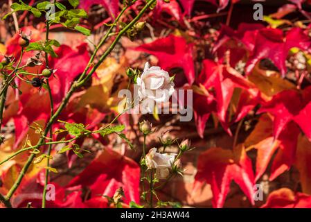 Eine weiße Rose vor rotem Weinlaub an einer Hausfassafe im Herbst
