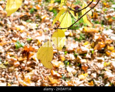foglie gialle di acero lasco di cenere in primo piano su foglie cadute il giorno d'autunno Foto Stock