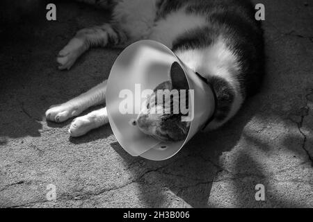 Un gatto tabby, sdraiato a terra, con un cono protettivo. Immagine in bianco e nero. Foto Stock