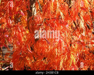Foglie rosse di un albero di acero giapponese Foto Stock