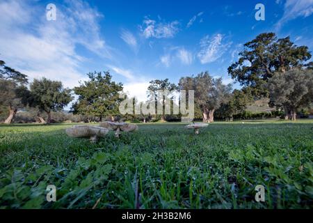 Italia, Calabria, Locri (RC), agriturismo Foto Stock