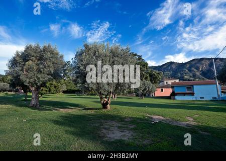 Italia, Calabria, Locri (RC), agriturismo Foto Stock