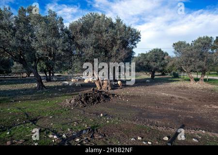 Italia, Calabria, Locri (RC), agriturismo Foto Stock