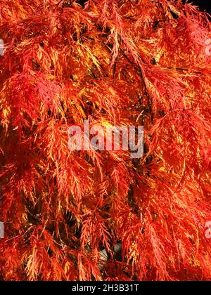 Foglie rosse di un albero di acero giapponese Foto Stock