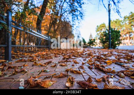 un sentiero coperto di autunno caduto lascia nel parco Foto Stock