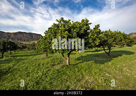 Italia, Calabria, Locri (RC), agriturismo Foto Stock