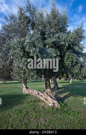 Olivi, Gerace (RC), Calabria, Italia Foto Stock