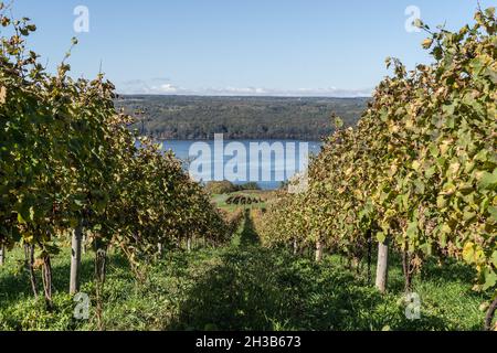 Paesaggio autunnale del lago Seneca e vigneto nel cuore della Finger Lakes Wine Country, New York Foto Stock