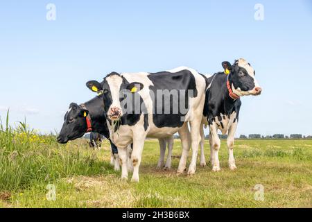 Mucche di gruppo, tre, in piedi felice pascolo in un campo verde, un cielo blu e orizzonte sulla terra Foto Stock