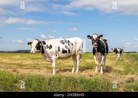 Due mucche, frisone holstein nero e bianco, in piedi in un pascolo sotto un cielo blu e orizzonte sulla terra. Foto Stock